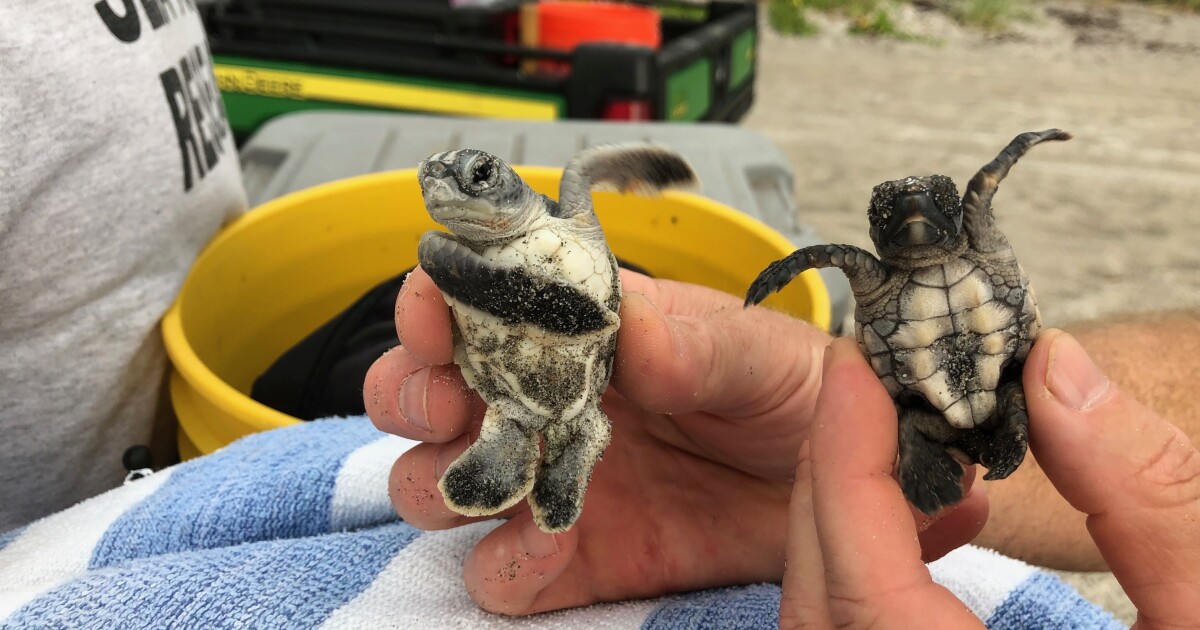 South Florida’s baby sea turtles are threatened by plastic and light pollution